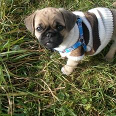 Blanding af racer Bumle :) (fået nyt hjem)