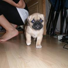 Blanding af racer Bumle :) (fået nyt hjem)