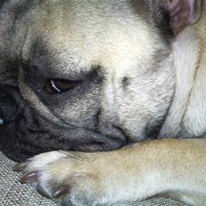 Fransk bulldog Æ-msig