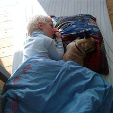 Fransk bulldog Æ-msig