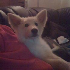 Hvid schæfer Seamus