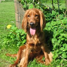 Cocker spaniel Diva  Solgt :'( 