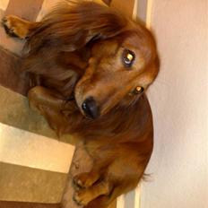 Dværggravhund Gustav