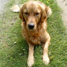 Golden retriever Luca