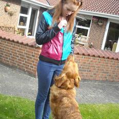 Golden retriever Luca