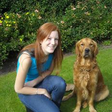 Golden retriever Luca