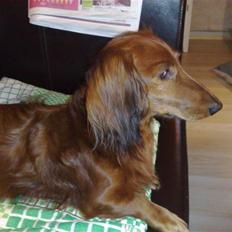 Dværggravhund Georg