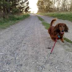 Dværggravhund Georg