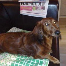 Dværggravhund Georg