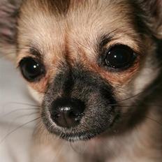 Chihuahua Chiva (Udstationeret)