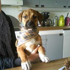 Amerikansk staffordshire terrier Treexi