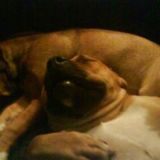 Amerikansk staffordshire terrier Treexi