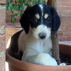 Saluki *Michael Kors DKCH*