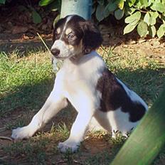 Saluki *Michael Kors DKCH*