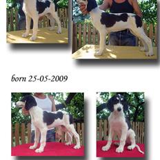 Saluki *Michael Kors DKCH*