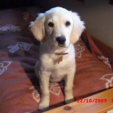 Golden retriever Beauty