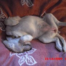 Golden retriever Beauty