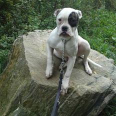 Amerikansk bulldog lexus