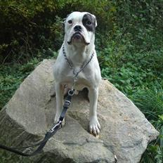Amerikansk bulldog lexus