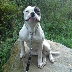 Amerikansk bulldog lexus