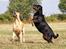 Blanding af racer broweiler loui - morfar broholmer thor(R.I.P.) og mormor rottweiler anna