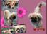 Pekingeser Molly R.I.P - Super skønt billede som Belinda har lavet til mig :-D