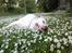 Blanding af racer Jazzy  +++R I P+++ - Blomsterbarn...