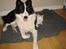Karelsk bjørnehund Gizmo