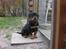 Rottweiler Kimberly of Nicolas Lion