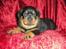 Rottweiler Kimberly of Nicolas Lion