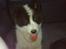 Karelsk bjørnehund Gizmo
