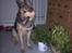 Schæferhund Jean(min øjesten<3)