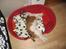 Kooikerhondje Dixie ** solgt **