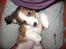 Kooikerhondje Dixie ** solgt **