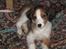 Kooikerhondje Dixie ** solgt **