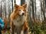 Shetland sheepdog Mille - velkommen til Milles profil:D 