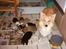 Shetland sheepdog Mille - Mille og hendes hvalpe... set fra venstre har vi: Keiser, Tosca, Montie, Coco, Sally, Frida og Emil.... OBS. hvalpene kan have skiftet navn self :D. (billedet er gammelt så nej Mille har ikke lige fået et kul hvalpe :P)
