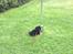 Pekingeser Ling