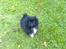 Pekingeser Ling