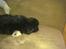 Pekingeser Ling