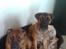 Boerboel Anasha Lady Malone