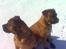 Boerboel Anasha Lady Malone