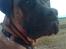 Boerboel Anasha Lady Malone