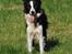 Border collie Mini  - Foto: jani Pedersen