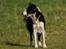 Border collie Mini  - Foto: jani Pedersen
