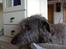 Skotsk hjortehund Arnold. Død 19. okt. 2012 - Hej er her nogen