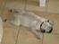 Mops Ibber *R.I.P* - Ibber tager en lur:)