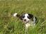 Border collie Tess - Tess i marken, oktober 09