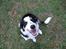 Border collie Tess - med ørerne ned af nakken...