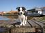 Border collie Tess - ved Fjorden, sommer 09